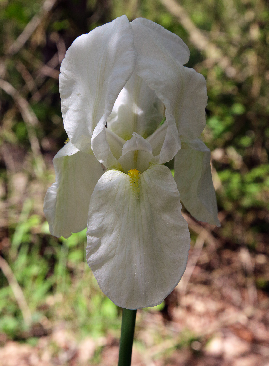 fiore aperto di iris florentina