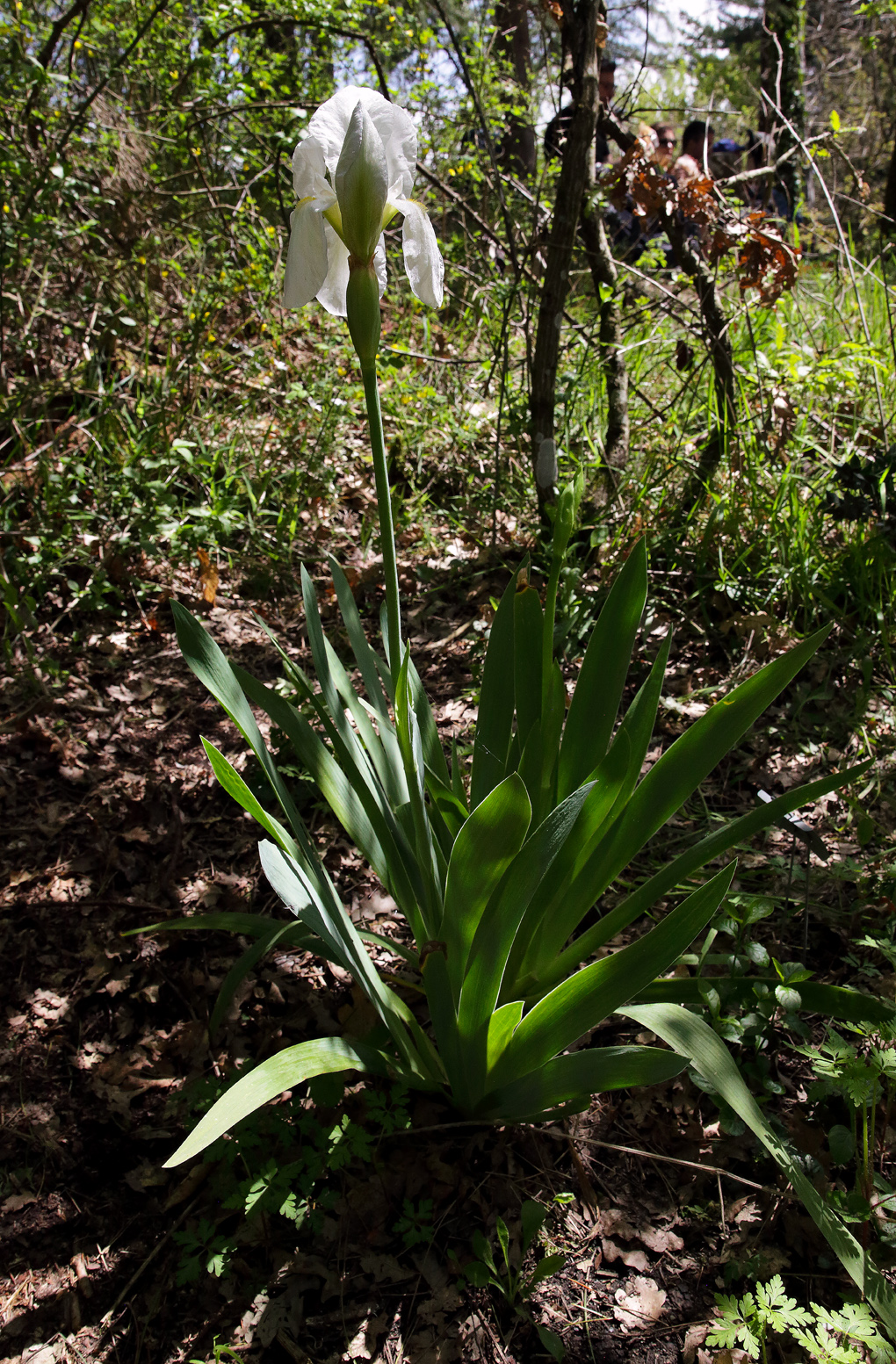 pianta di Iris florentina fiorita nel bosco