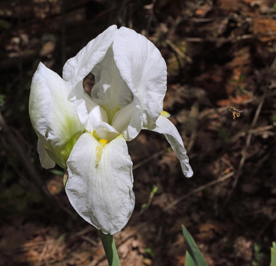 pianta fiorita di Iris florentina con il fiore in apice sbocciato affiancato dal secondo boccio che sta per schiudersi con un'ape a destra che va verso di loro