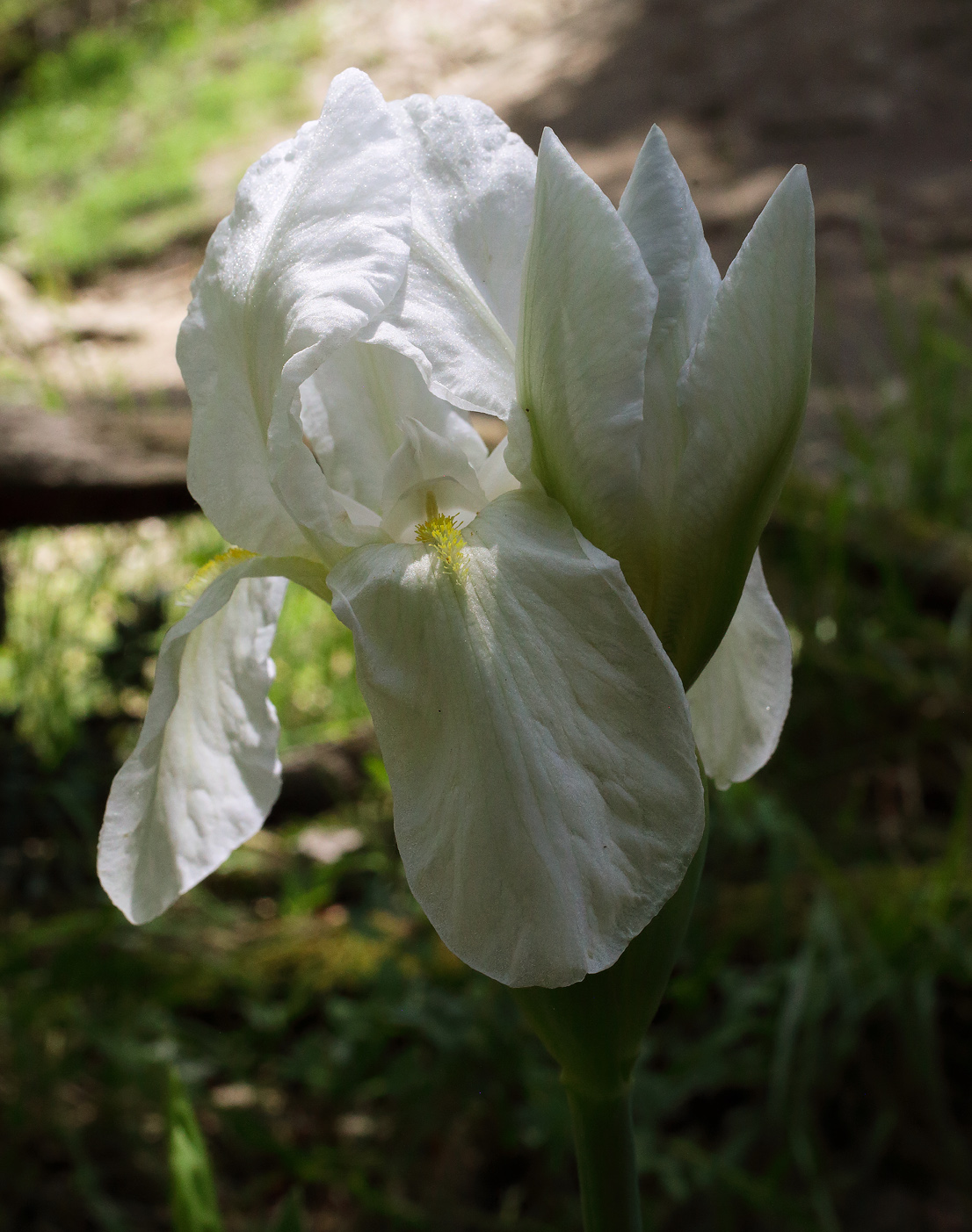 due fiori apicali di Iris florentina L. sbocciano in successione: uno appare del tutto aperto e l'altro affiancato in sboccio con le tipiche 3 punte