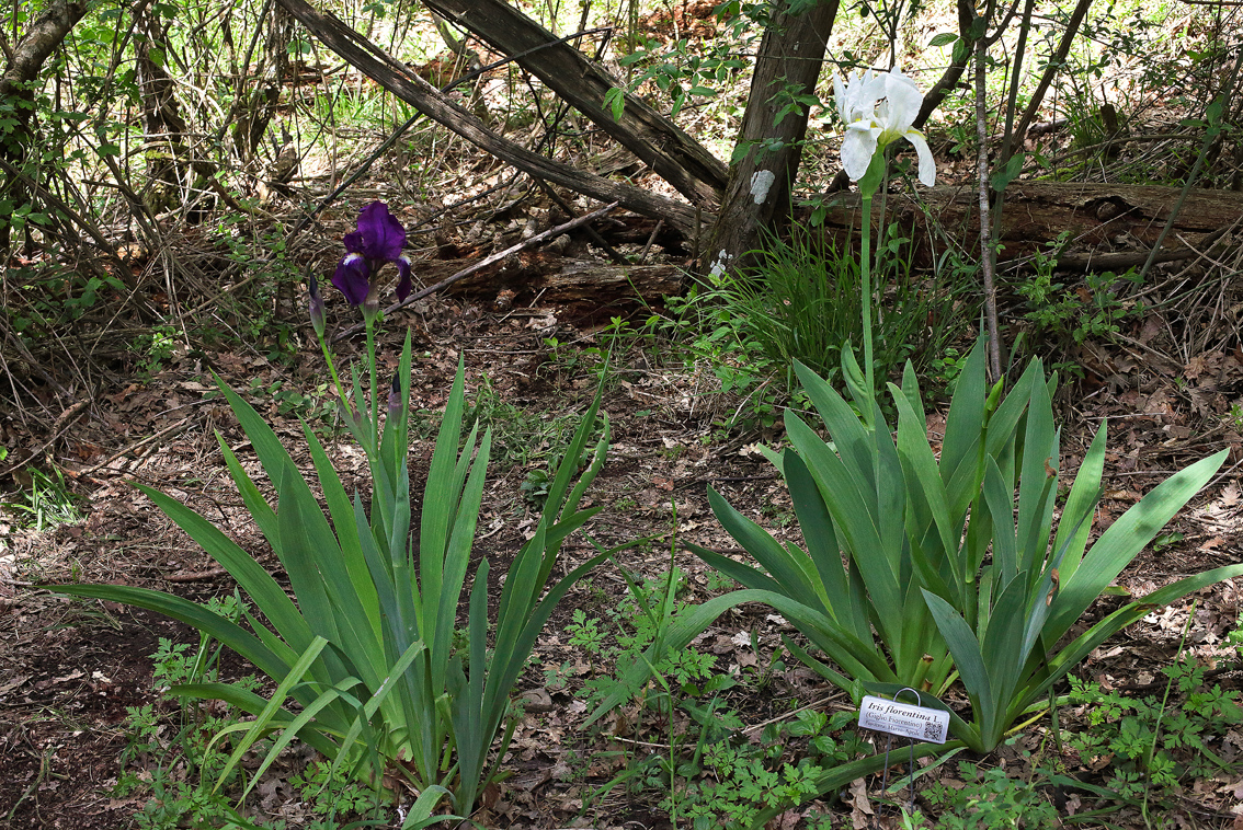 pianta fiorita di Iris florentina L.col fiore bianco e di Iris germmanica L. col fiore viola scuro