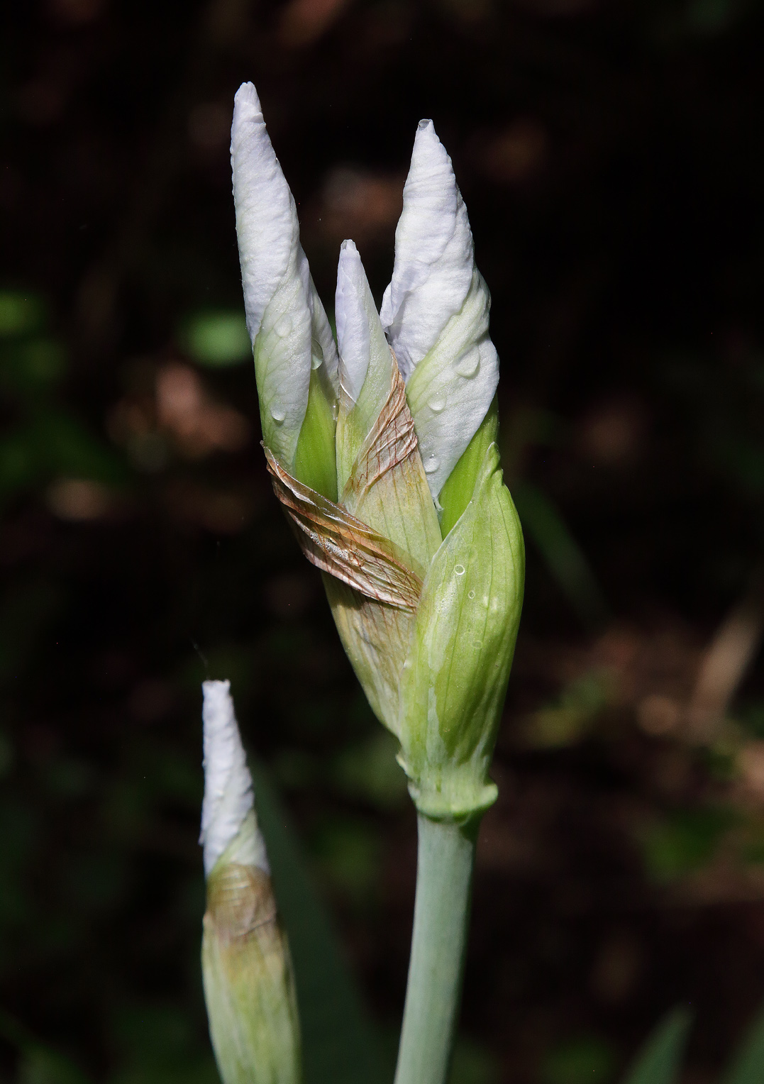 infiorescenza di Iris florentina L. con ben 3 fiori apicali stranamente tutti allo stadio di boccio abbastanza simili tra loro