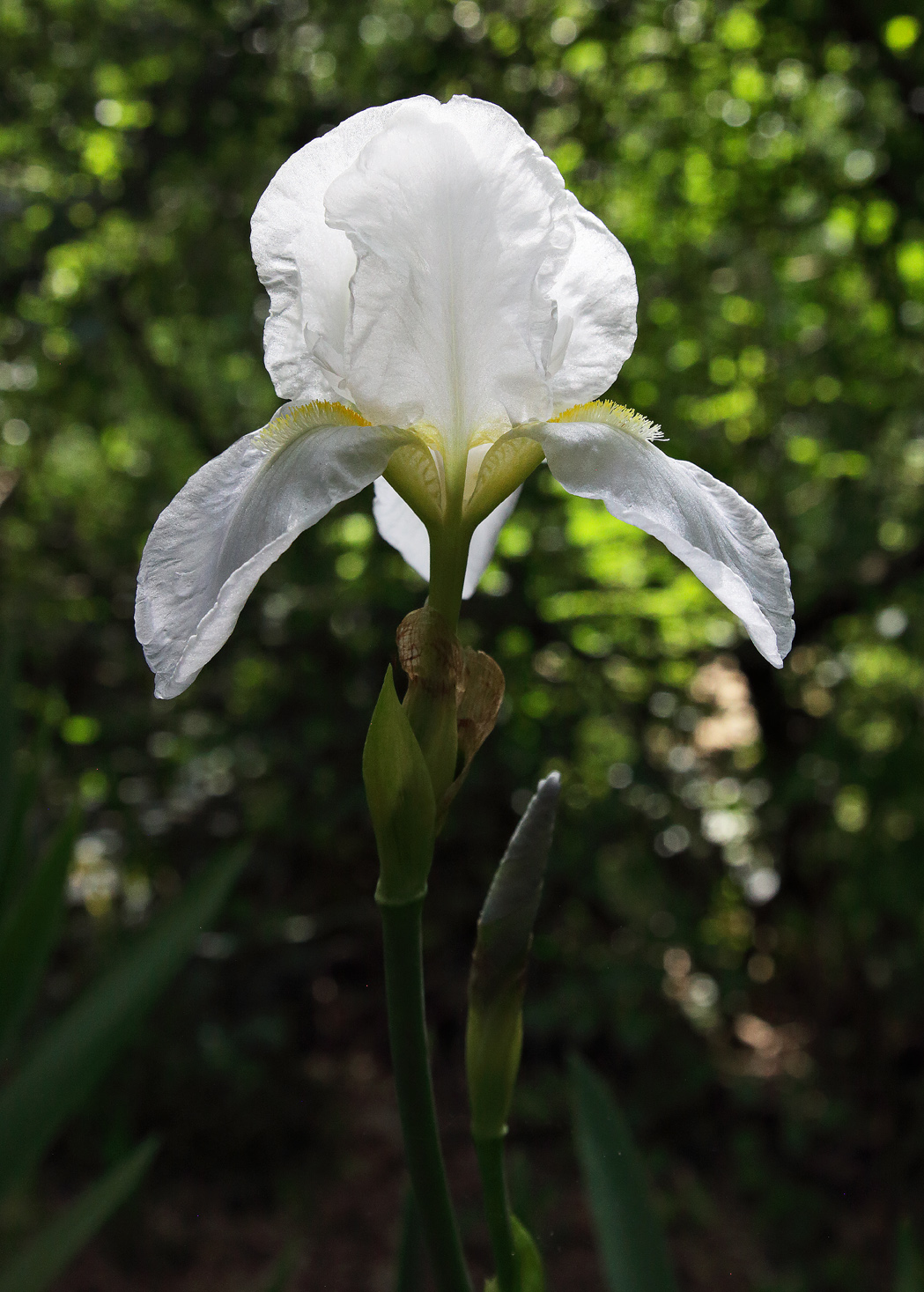 in controluce il bianchissimo fiore dell'Iris florentina