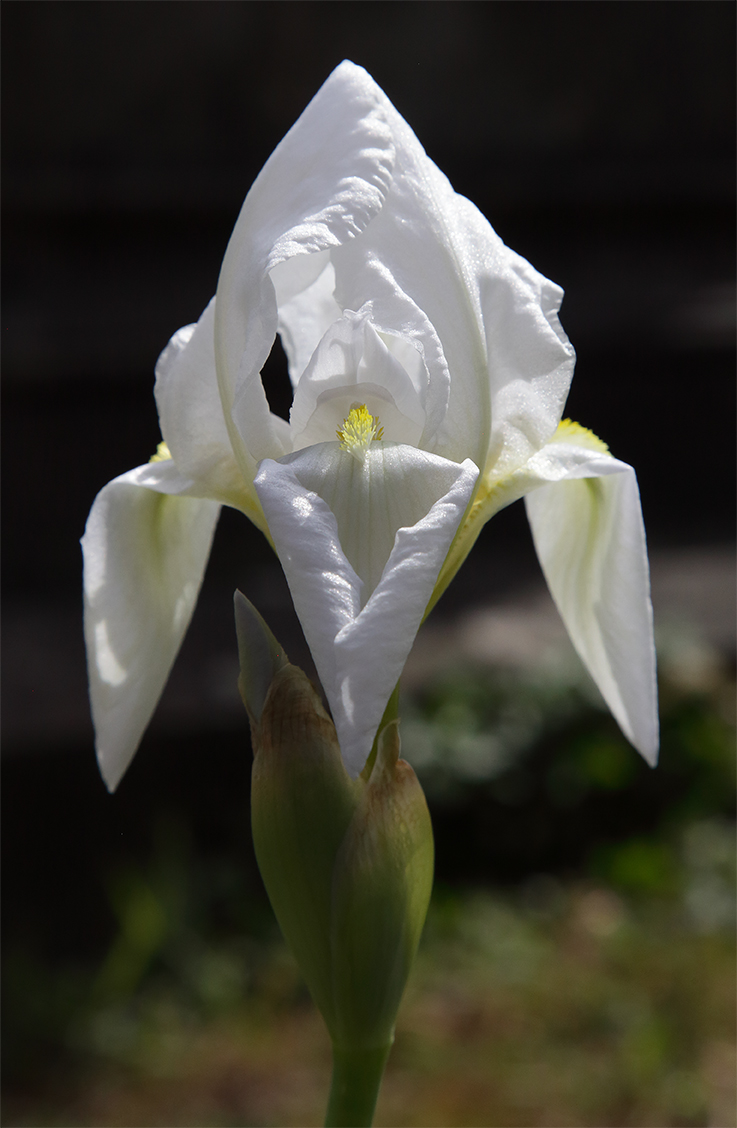 fiore di Iris florentina appena sbocciato, con le bianche lacinie ancora non del tutto distese