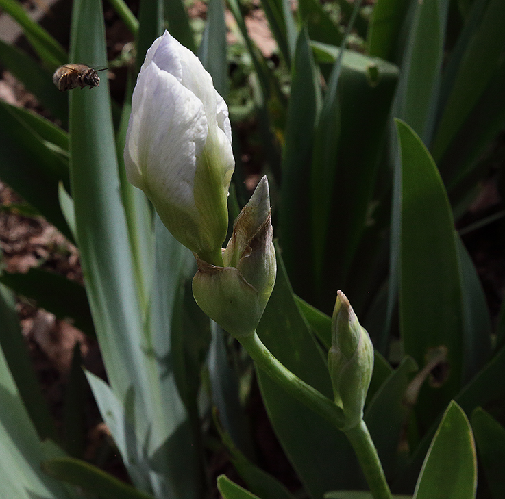 Iris florentina L., fiore che sta per aprirsi, un bombo vola vicino al fiore quasi stesse aspettando che le lacinie si aprano