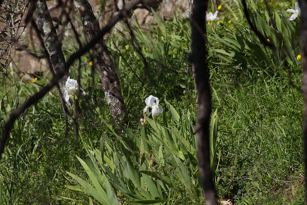 due bianchi fiori dell'Iris florentina fra gli alberi