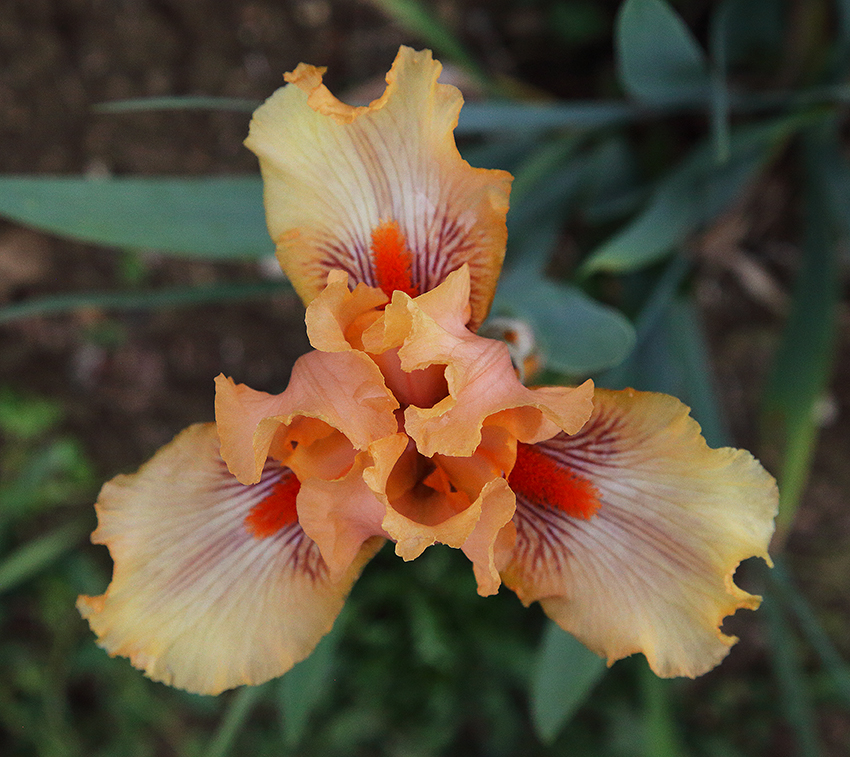 iris dal colore aranciato vista dall'alto con la caratteristica struttura triangolare