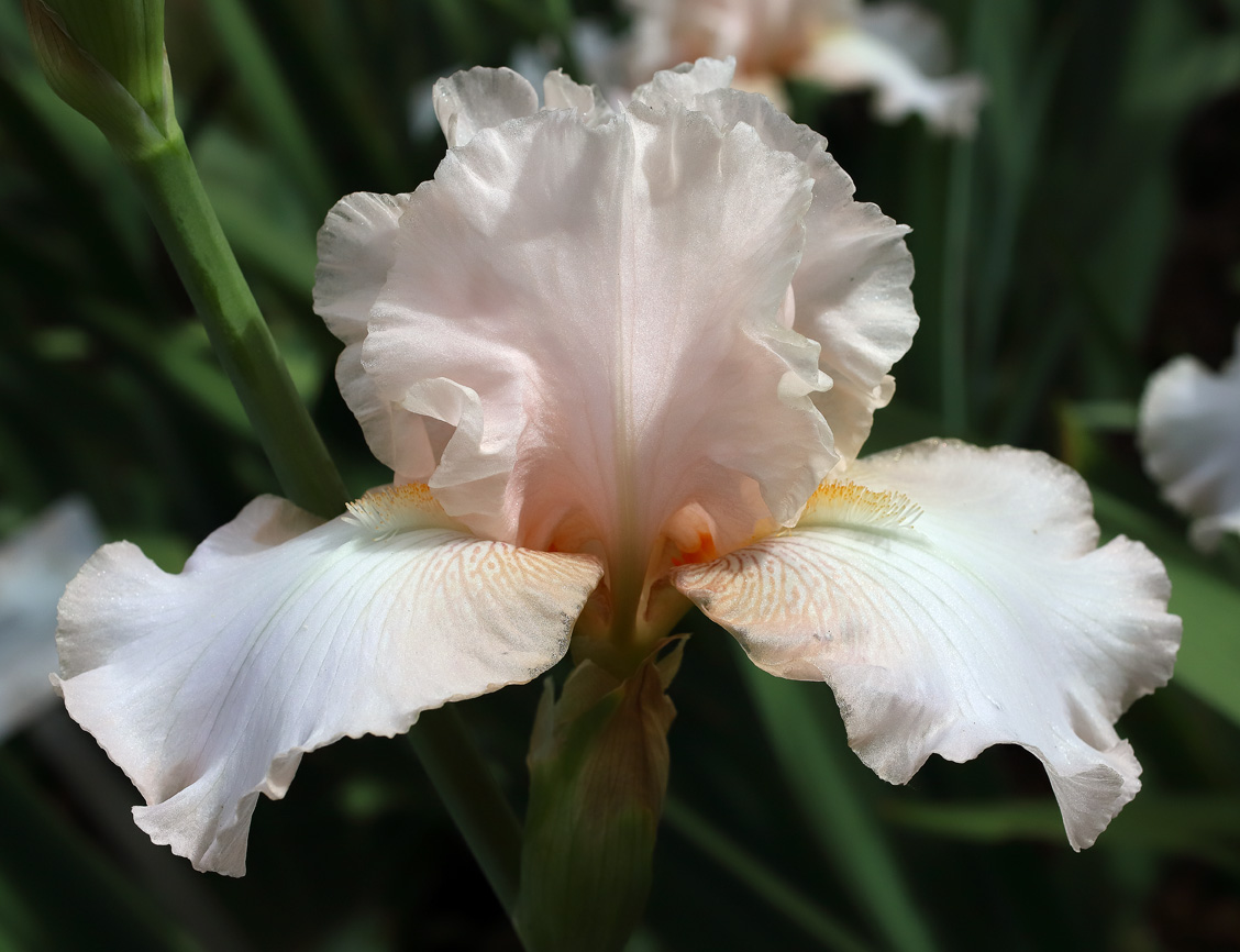 Iris rosa tenue sbocciata com le barbe arancioni