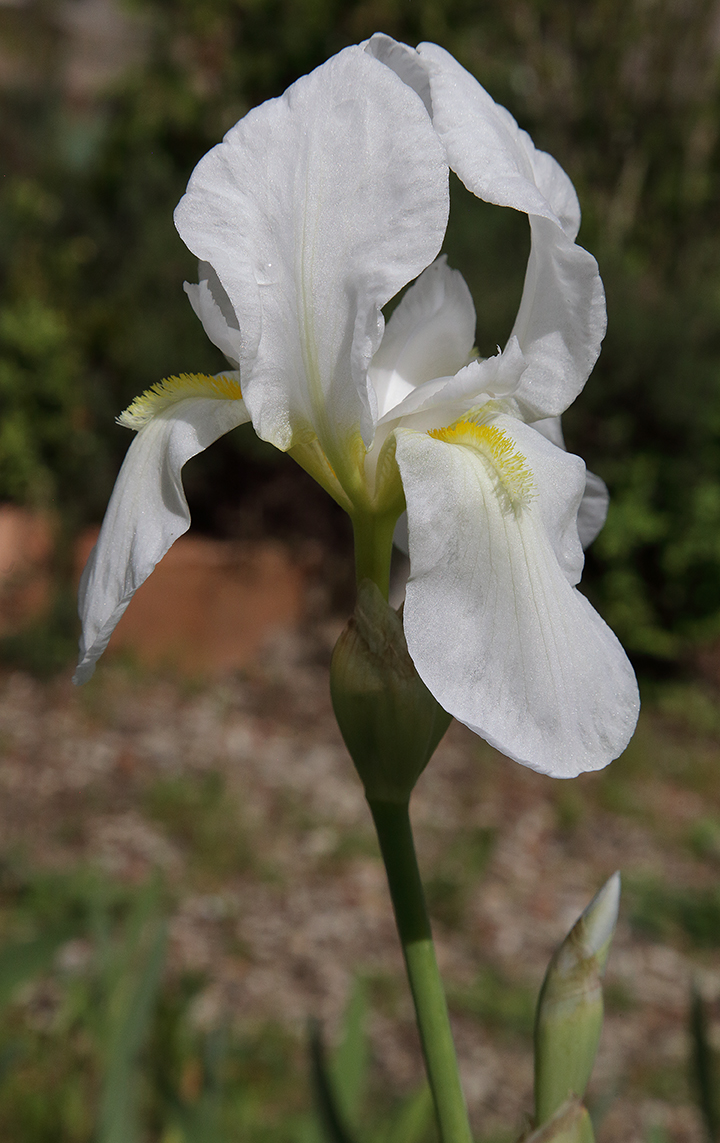 il fiore bianchissimo dell'Iris florentina L. 
