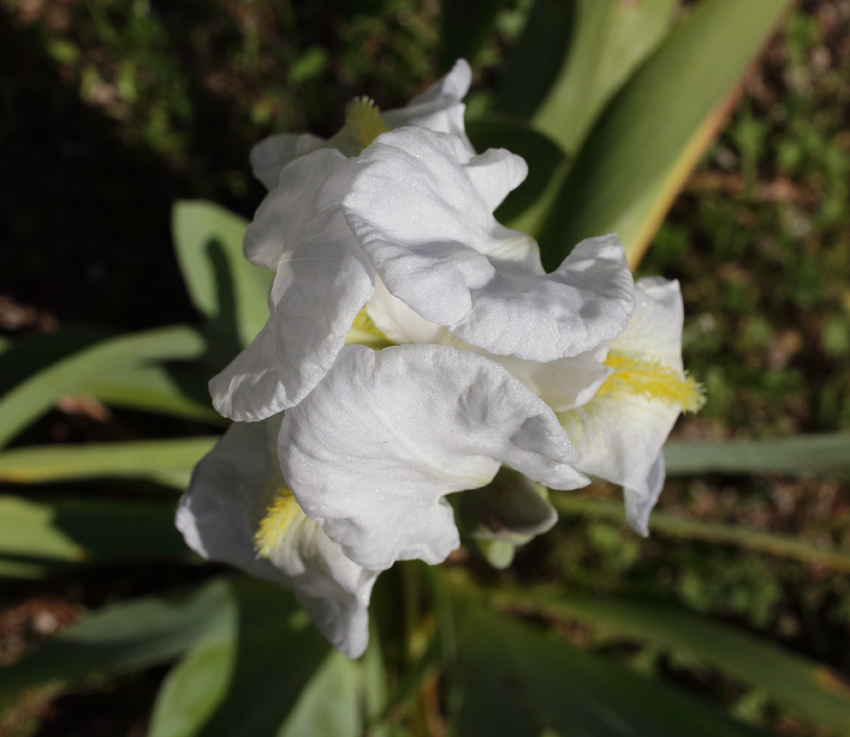fiore di Iris florentina L. visto dall'alto con la tipica forma a triangolo