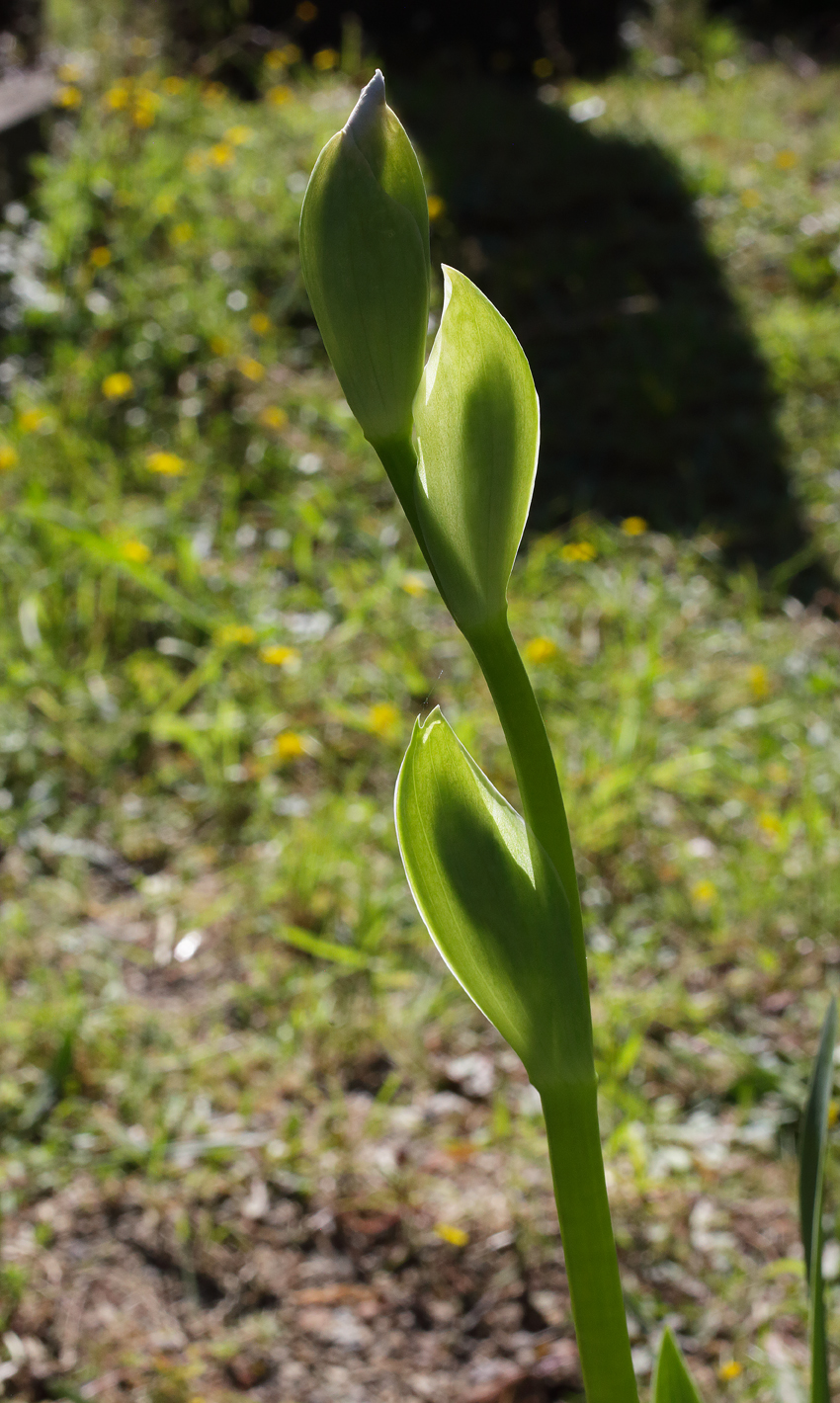 scapo fiorifero di Iris florentina L. con i bocci appena abbozati visti in controluce