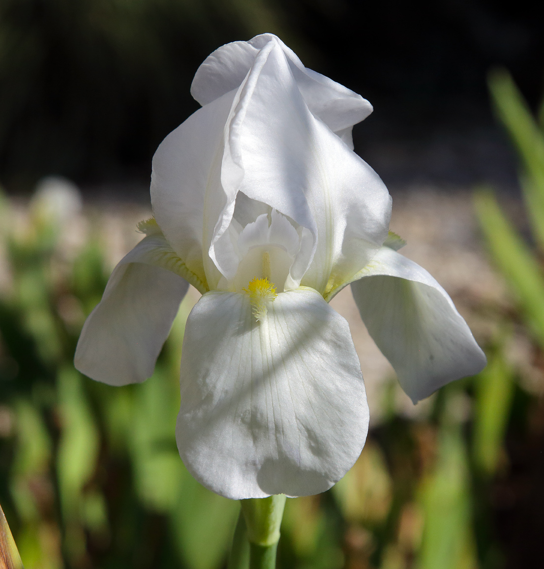 il bianco fiore dell'Iris florentina L.