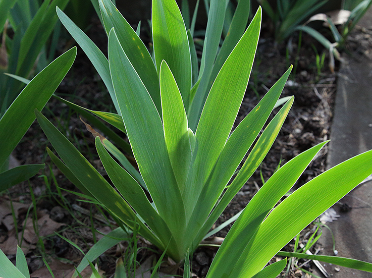 pianta intera di Iris florentina L., in cui si nota lo scapo fiorifero allo stadio iniziale
