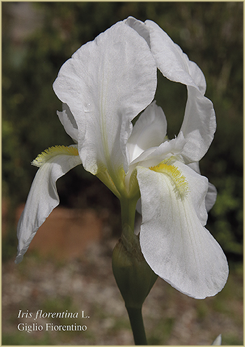 Nella foto si vede in primo piano il bianco fiore dell'Iris florentina L.