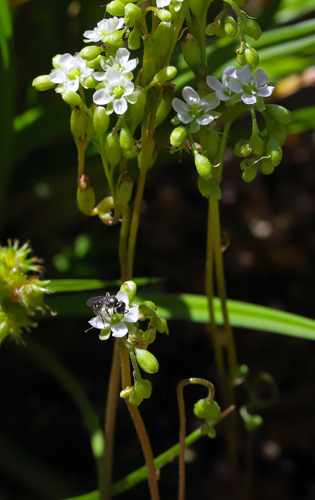 infiorescenze fiorite con i fiorellini bianchi