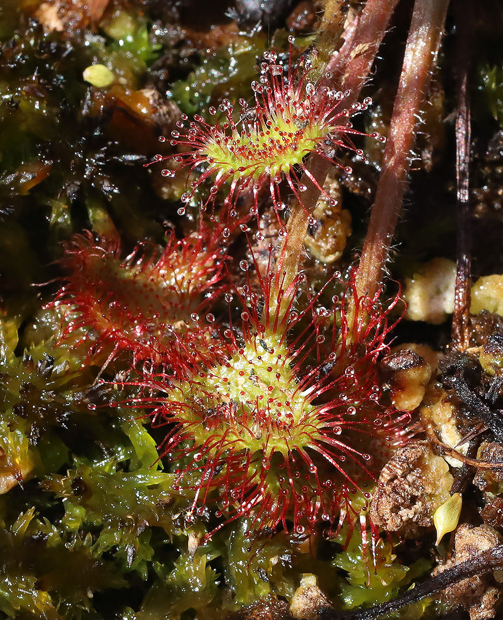 fogliolina con i suoi rossi tentacoli che brillano al sole