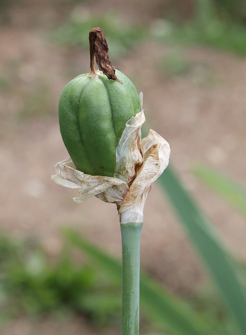 frutto di iris - si nota la grossa capsula verde con il residuo delle lacinie secche sopra