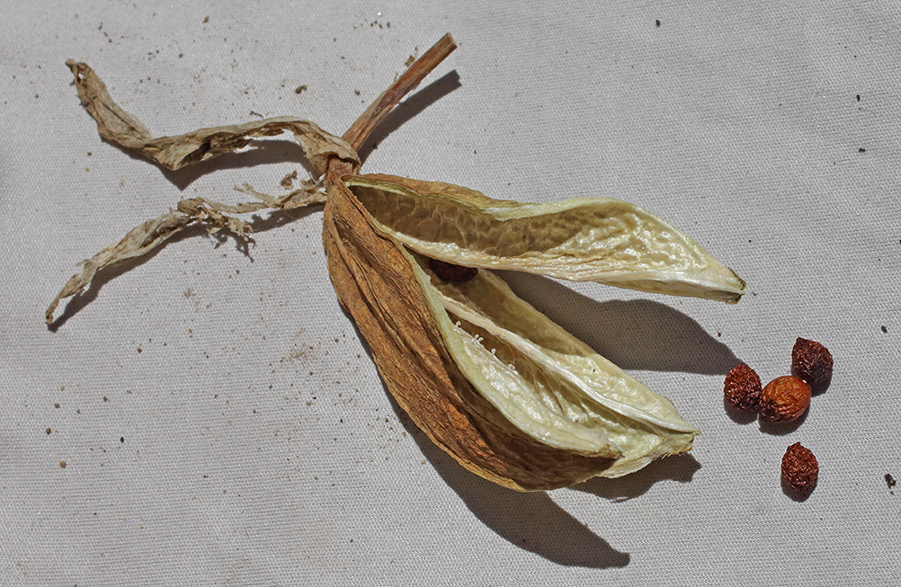 capsula ormai marrone chiaro e secca con accanto i semi rotondeggianti marrone-rossiccio