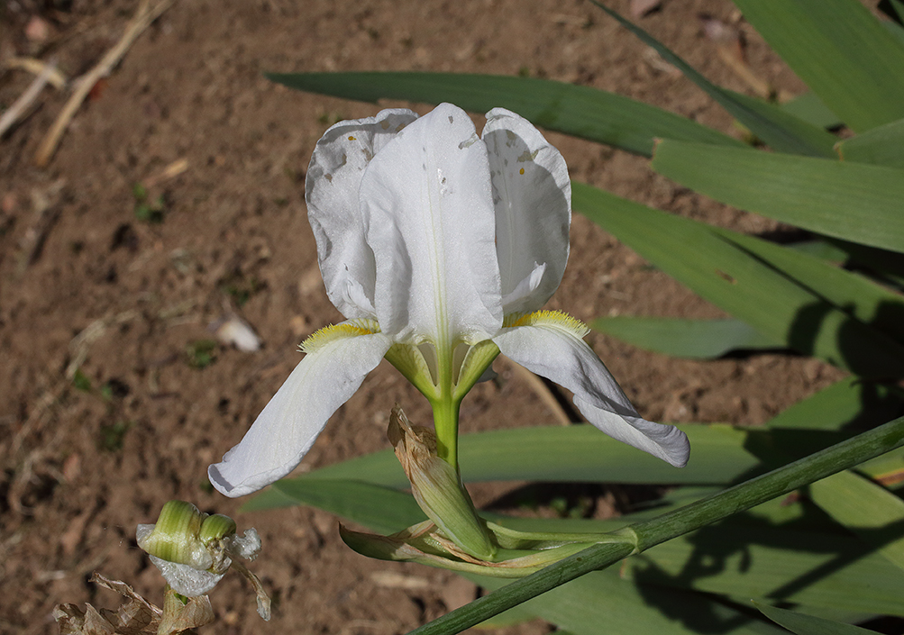 fiore di iris florentina con le lacinie lievemente toccate dalla pioggia
