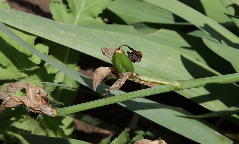 capsula di Iris florentina in fase iniziale (lunga circa 4 cm), dal vivace colore verde