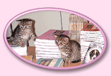 2 gattini fra i libri del Valico Edizioni
