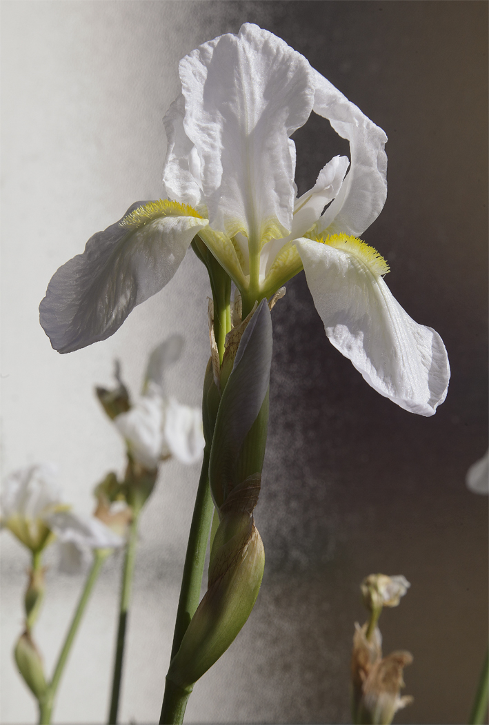 fiore di Iris florentina L. con anche un boccio