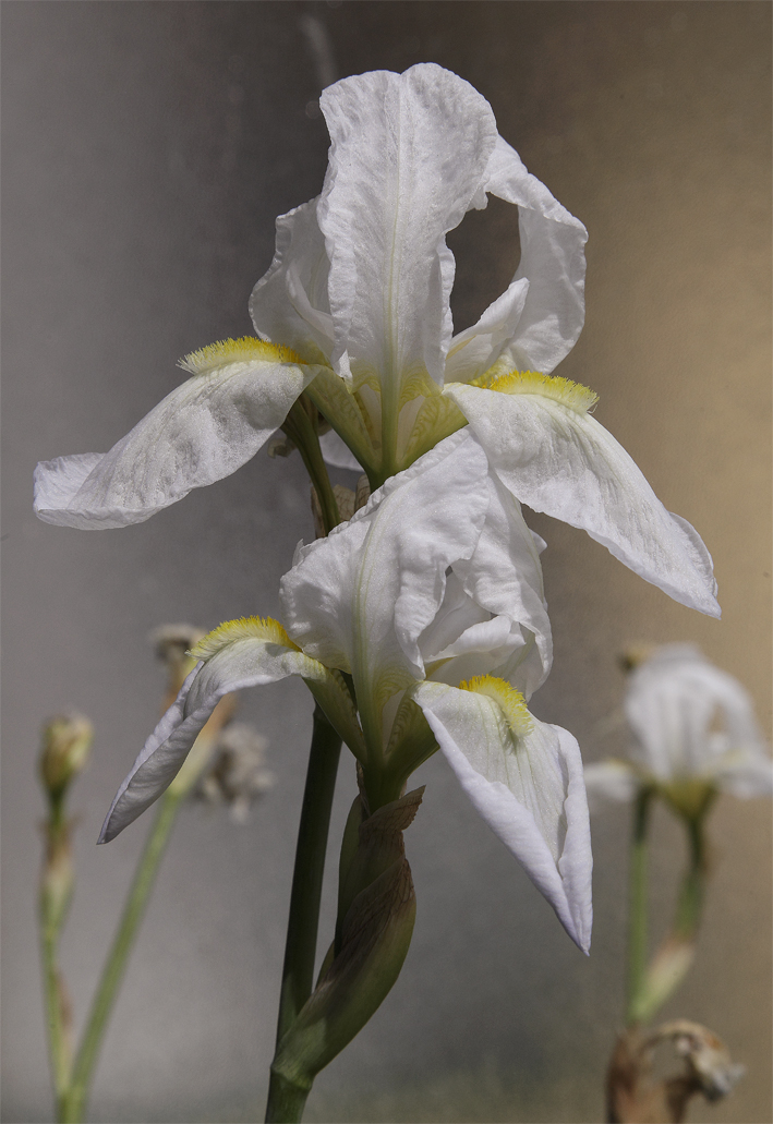 2 fiori di Iris florentina L.