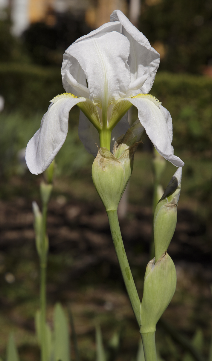 Iris florentina L., fiore sbocciato con altri due bocci