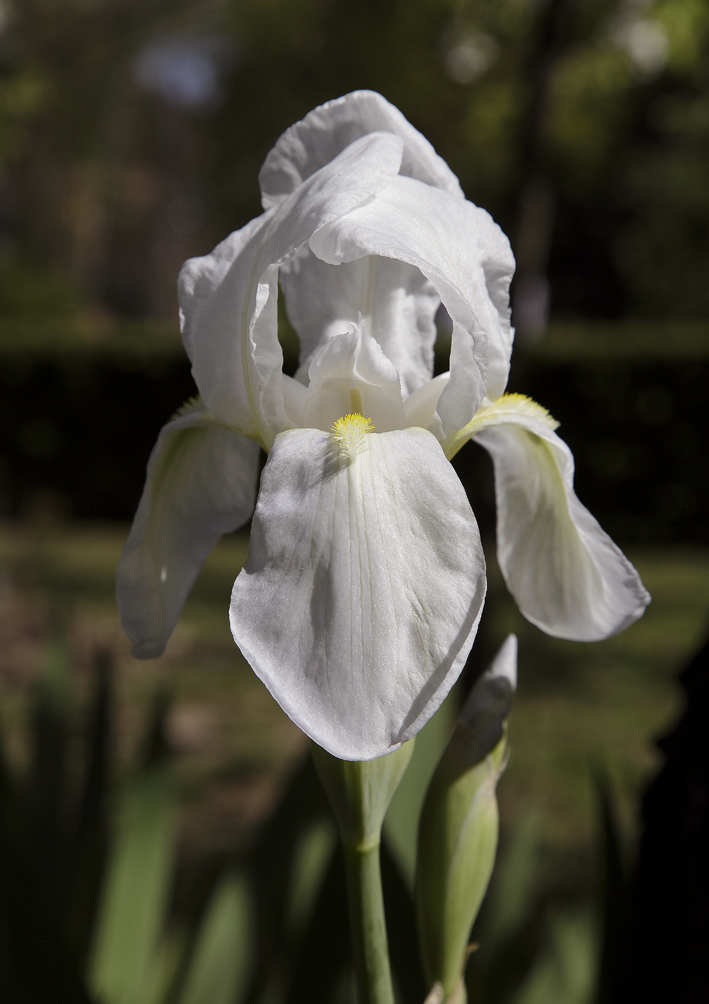 Il fiore bianco dell'Iris florentina, specie chiamata popolarmente Giglio Fiorentino