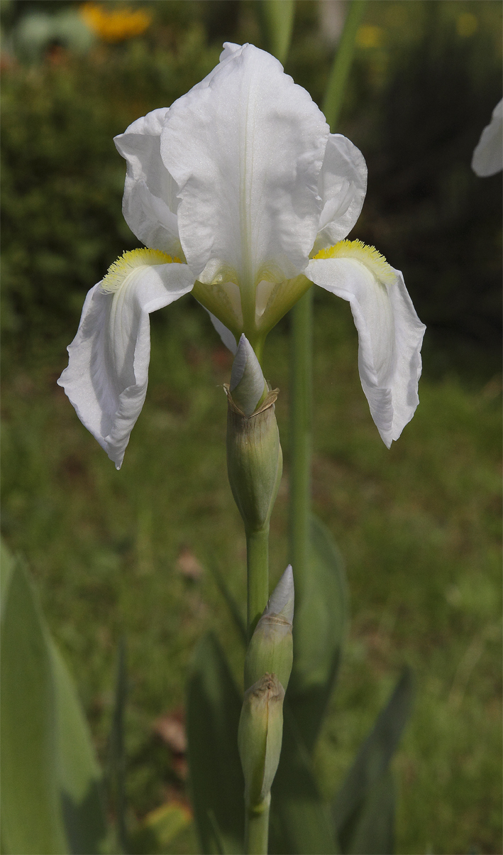fiore di Iris florentina L.