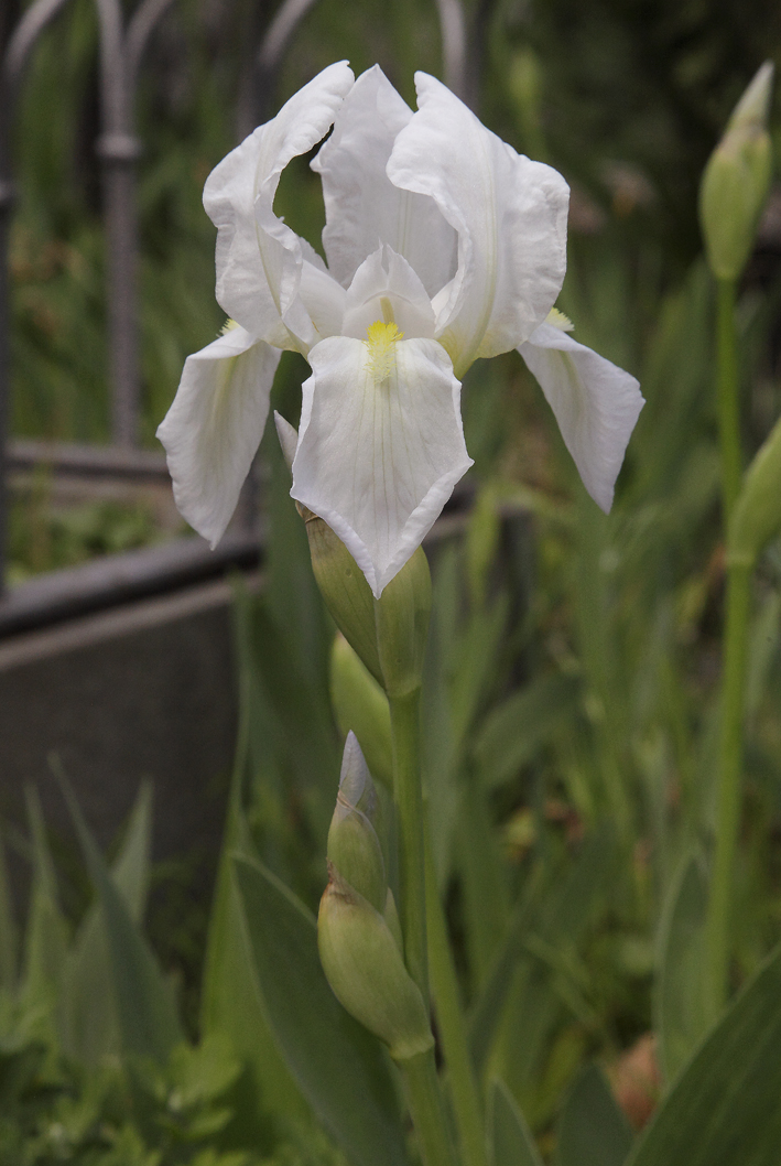 il fiore bianco dell'Iris florentina L.
