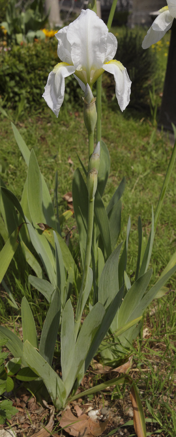 pianta fiorita di Iris florentina L., con un fiore aperto e due bocci
