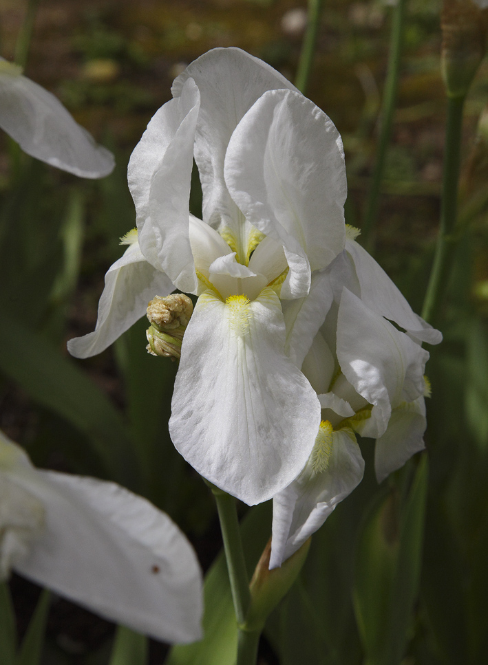 Il bianco fiore dell'Iris florentina, specie chiamata popolarmente Giglio Fiorentino