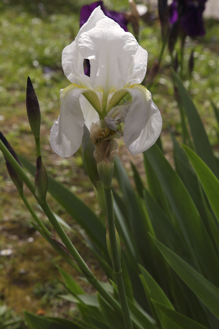pianta intera di Iris florentina L., sullo sfondo piante di Iris germanica