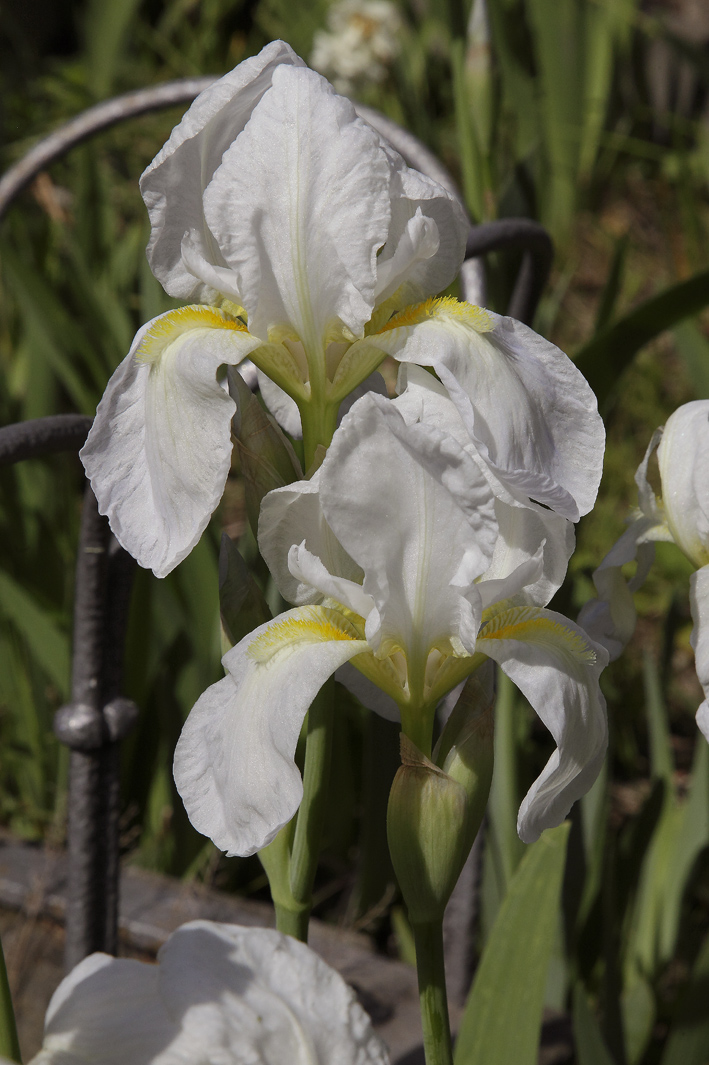 fiore di Iris florentina L.