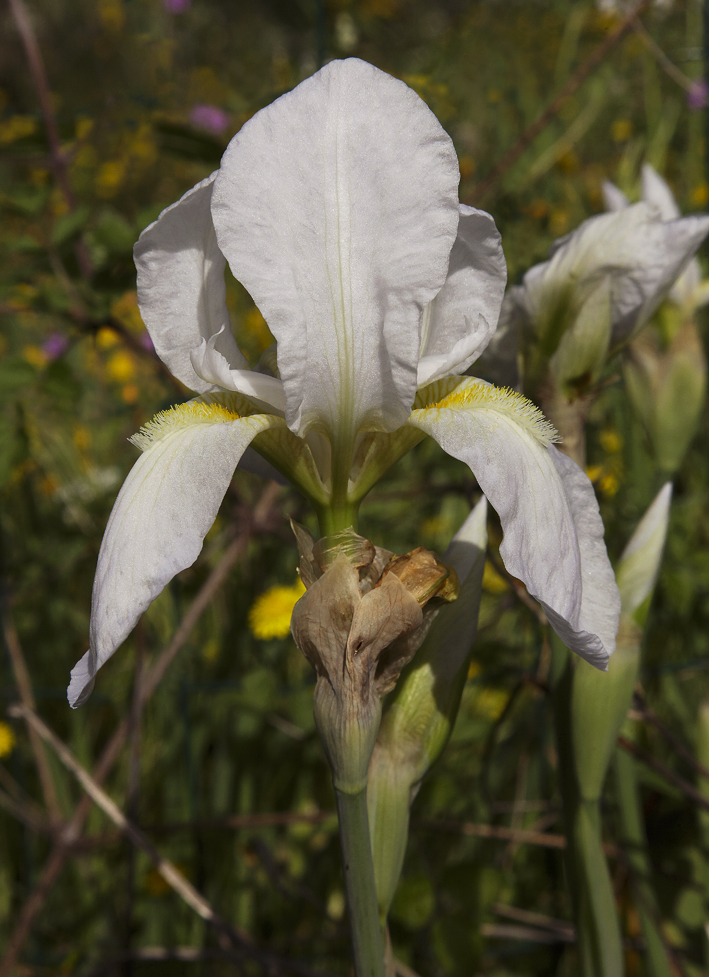 primopiano di Iris florentina L.