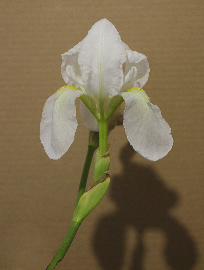 fiore Iris florentina L.