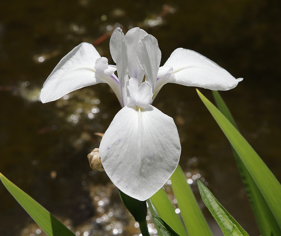fiore di Iris acquatica coltivata nel laghetto del giardino, di un luminoso colore bianco