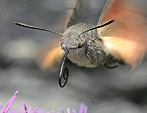 Foto della farfalla in volo stazionario in cui si vede la spiritromba, apparato boccale simile a una cannuccia arrotolata