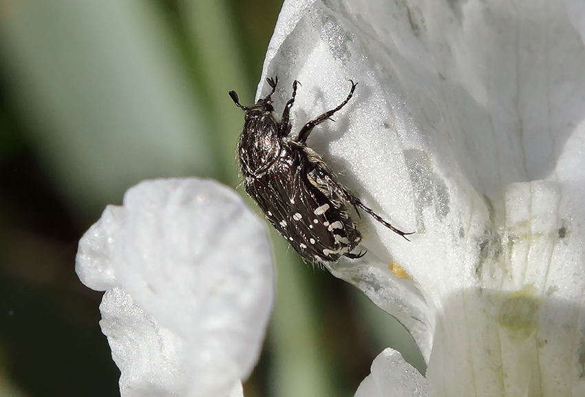 insetto parassita di colore nero con macchie bianche intento a mangiare il bianco fiore dell'Iris florentina