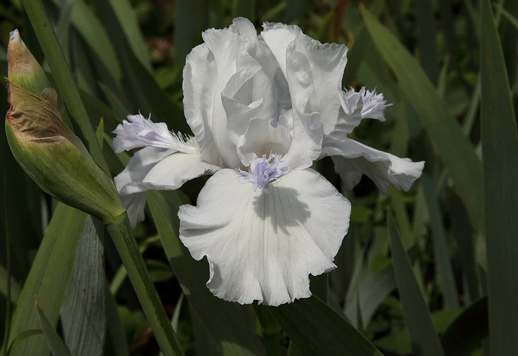 fiore di Iris di colore bianco del tipo detto cornuto, con le barbette delle lacinie inferiori sollevate in alto e di aspetto petaloideo e simile a cornette