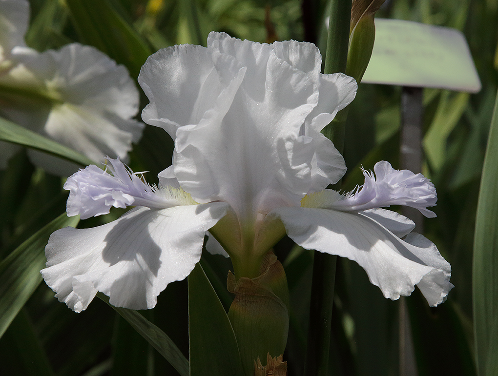 fiore di Iris di colore bianco del tipo detto cornuto, con le barbette delle lacinie inferiori sollevate in alto di aspetto simile a cornette