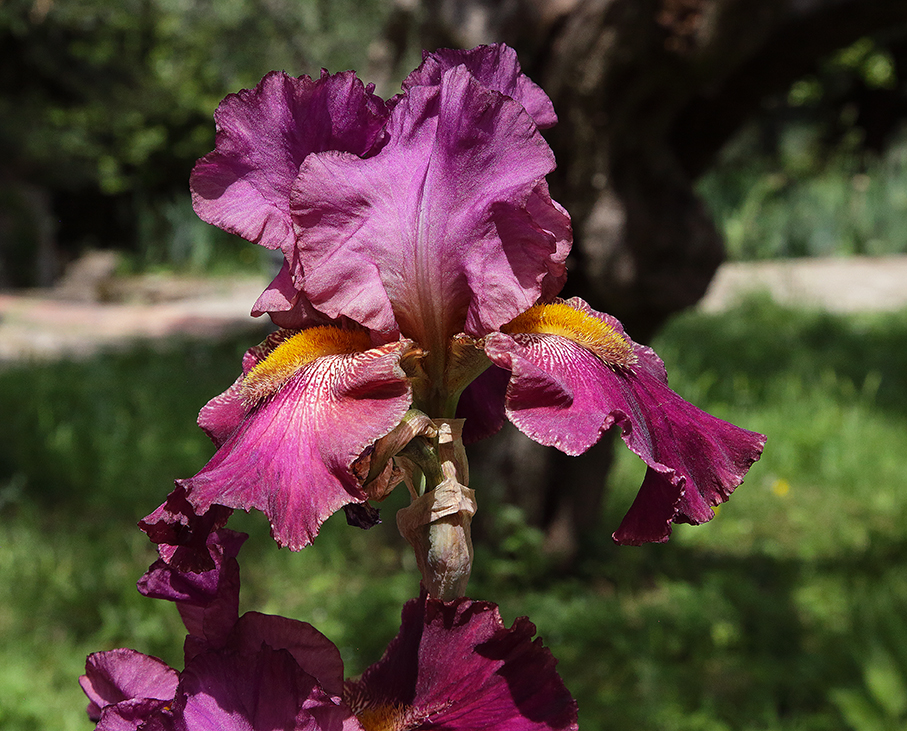 Iris di colore rosso violaceo con grandi barbe arancioni