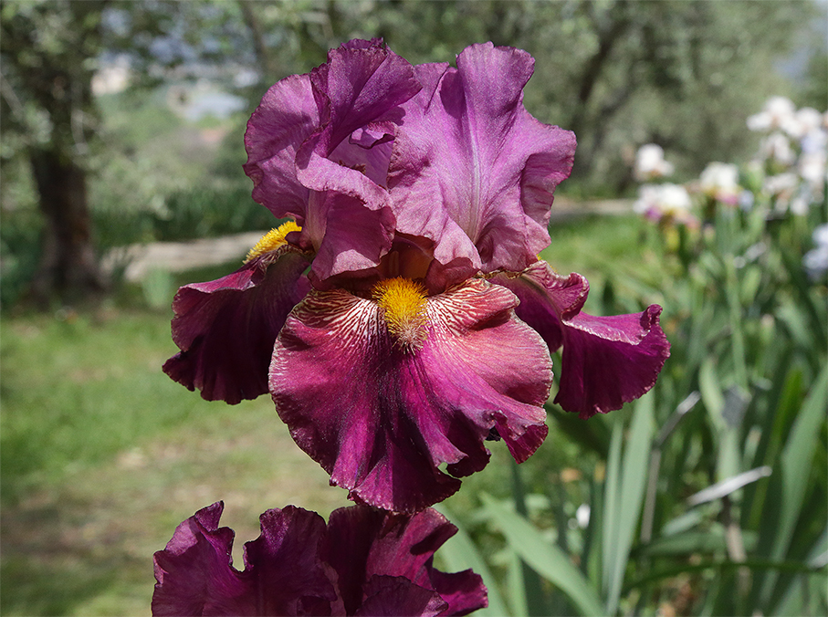 Iris di colore rosso violaceo con le barbe delle lacinie inferiori grandi e arancioni