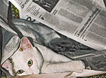 il gatto Pulcinella fra i giornali