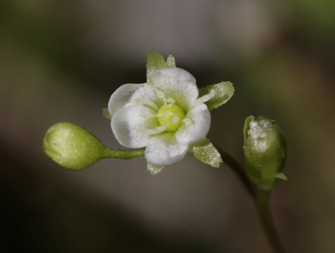 primo piano del fiorellino bianco della drosera rotundifolia