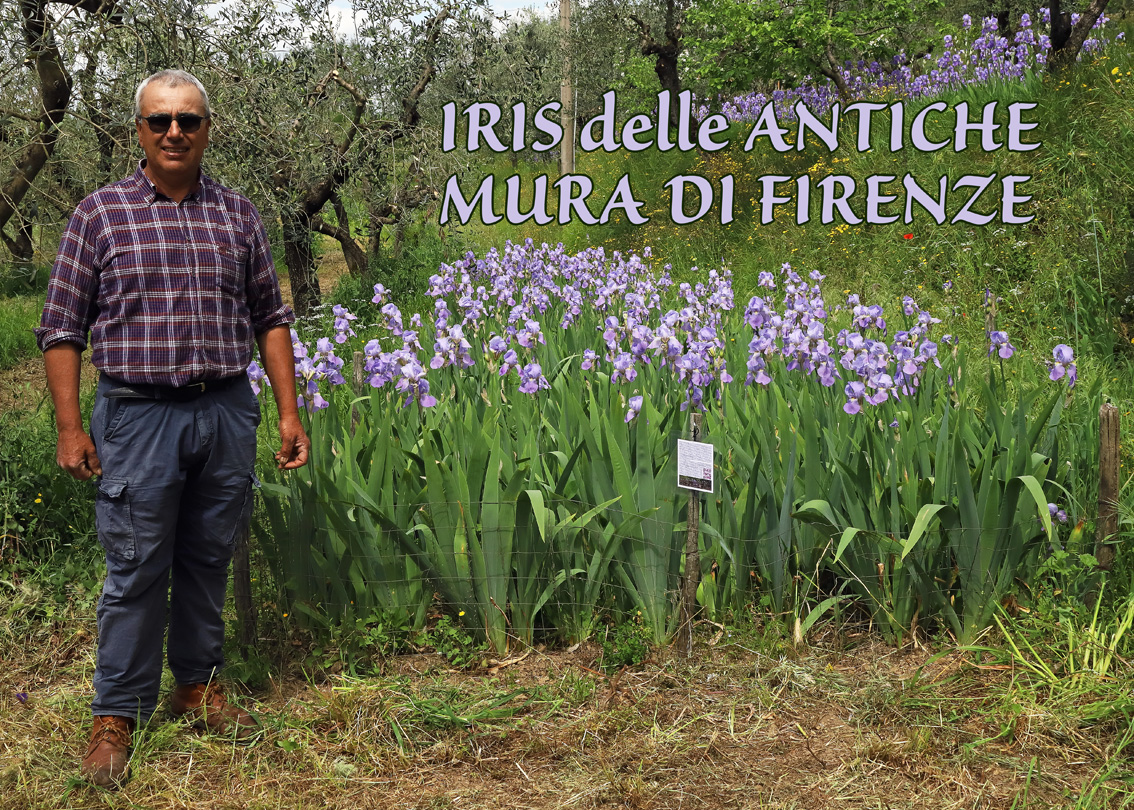 si vede il campo di 12 mq circa in cui sono state ripiantate le Iris, con le foglie e i fiori appunto di Iris pallida Lam.